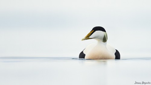 20250419-IMG_1483_crop_2048.jpg