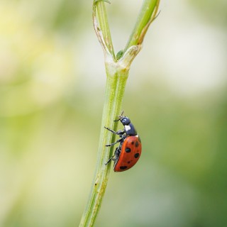 20250622-C72A9504_crop_2048
