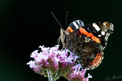 20250814-C72A4241_crop_b_2048.jpg