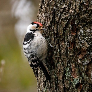 20260403-IMG_5572_crop_2048
