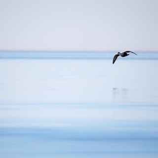 20260418-C72A9951_crop_2048