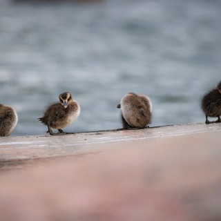 20260527-IMG_9952_crop_2048