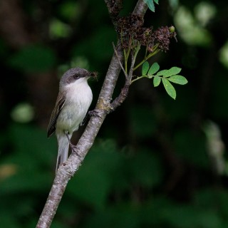 20260625-IMG_1091_crop_2048
