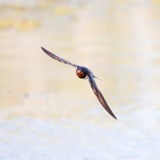 20260626-IMG_2401_crop_2048