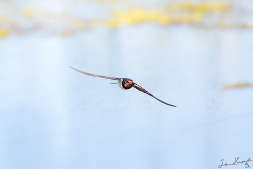 20260626-IMG_2407_crop_2048.jpg