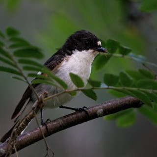 20260706-IMG_0519_crop_2048