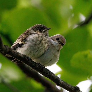 20260706-IMG_1330_crop_2048